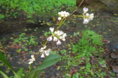 Sirhookera latifolia